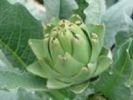 Artichoke Extract 